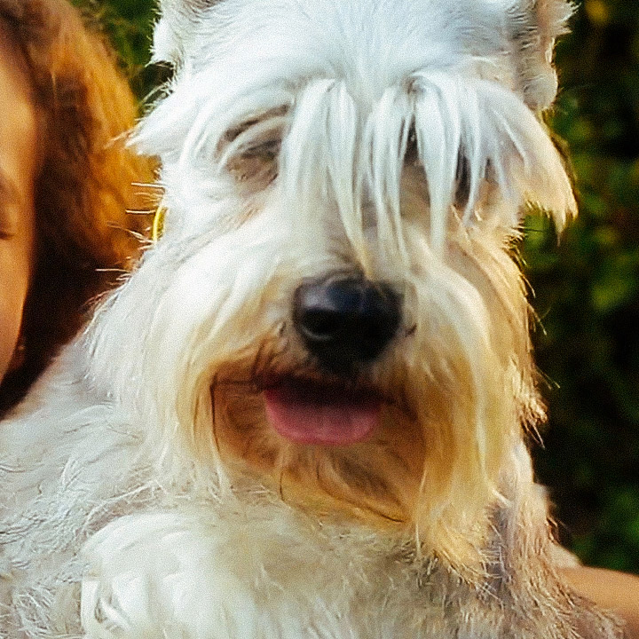 GRISI® Pet Care - Selfie línea del Perro Consentido